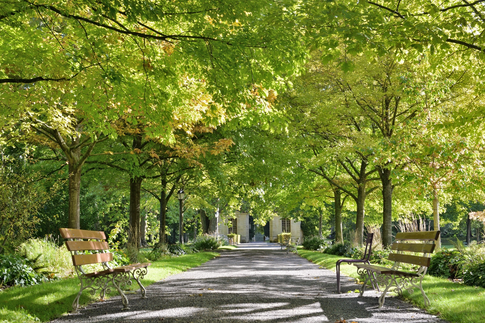 tree lined path on university campus