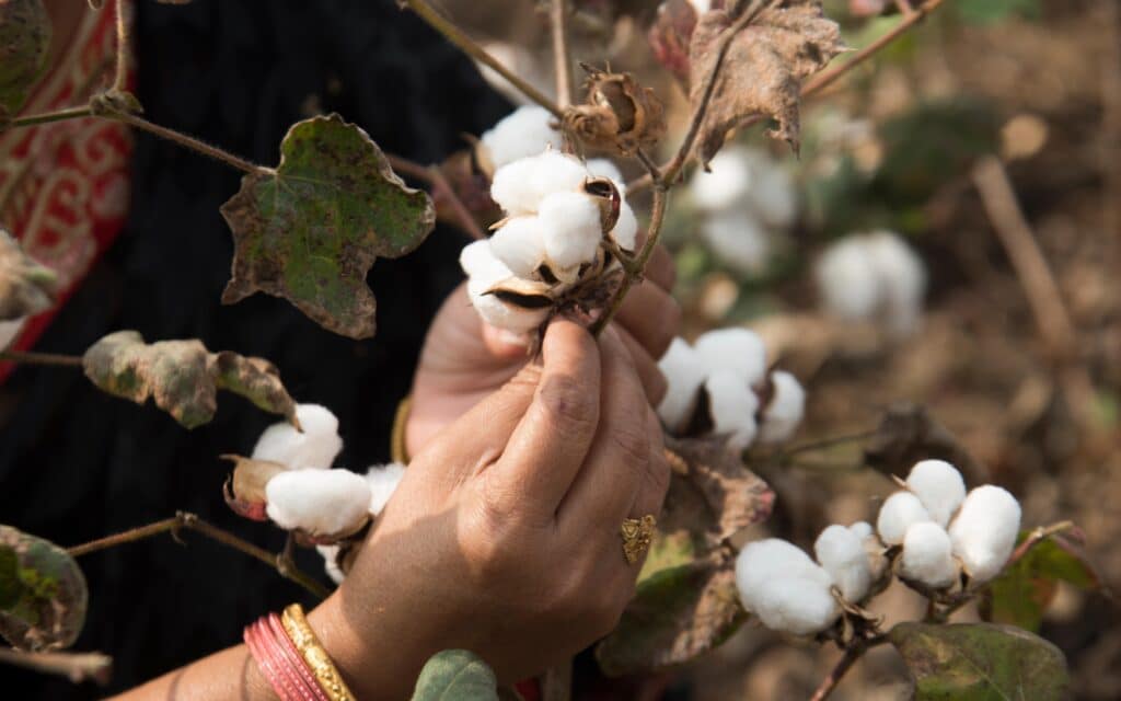 Cotton fever is a febrile reaction that occurs within minutes to hours after intravenous drug use when cotton is used to filter drugs.